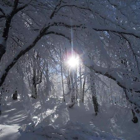 Stara Planina Vila Vesela Kuca Jalovik Izvor Ngoại thất bức ảnh